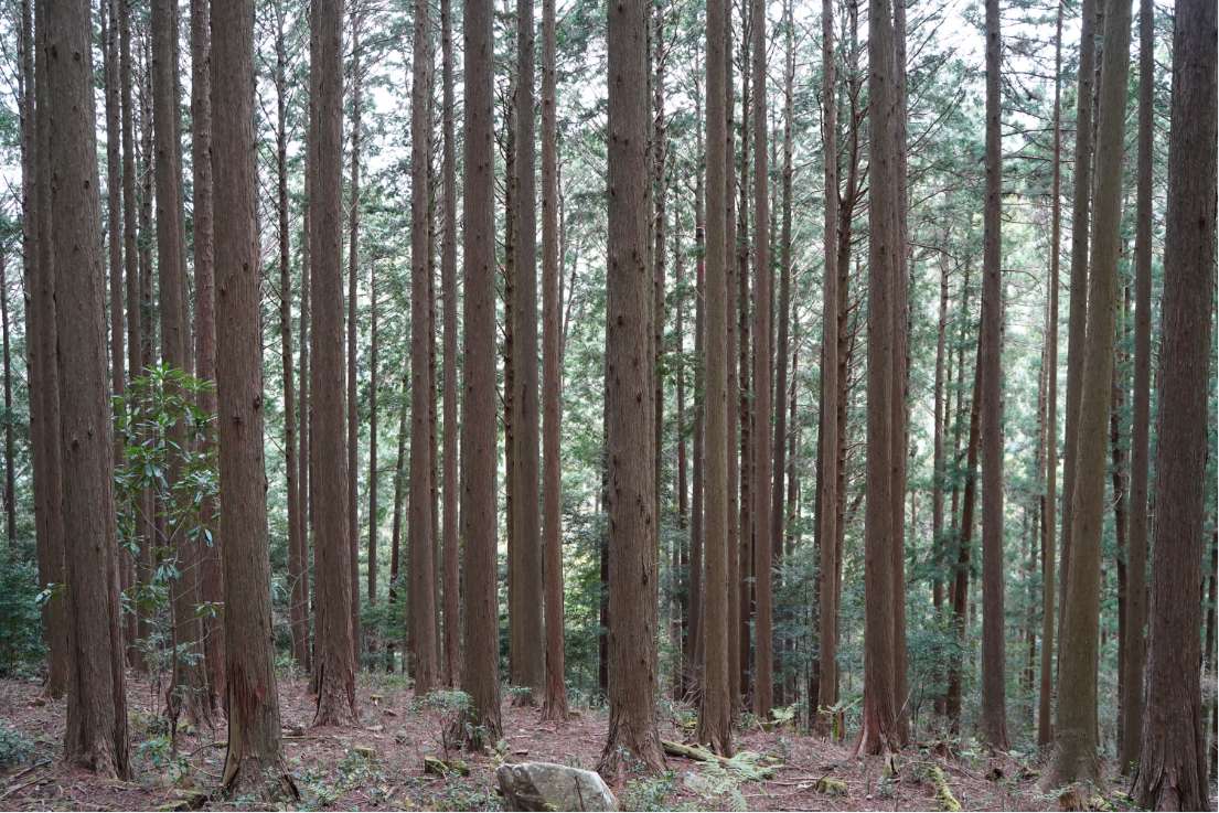 森林風景